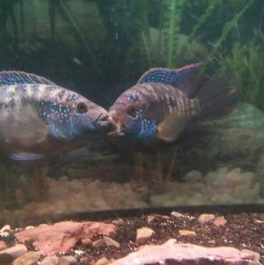 Meet your Posher, Cassandra