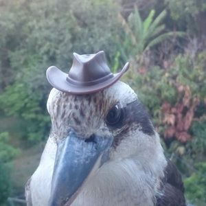 hat for birds