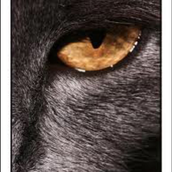 Meet your Posher, Ashley - Picture 1 of 1