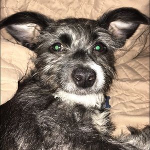 Meet your Posher, Dustin