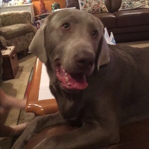 Meet your Posher, Dan