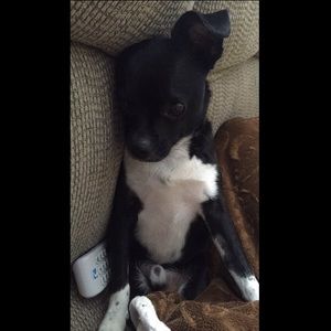 Meet your Posher, Abigail