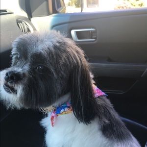 Meet your Posher, Rose