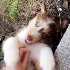 Meet your Posher, Allison