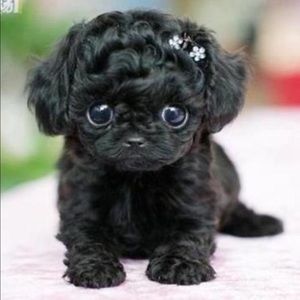 Meet your Posher, Mika