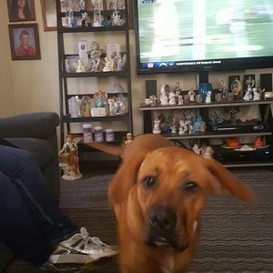 Meet your Posher, Rose