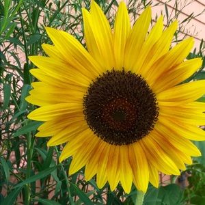 Meet your Posher, Dina