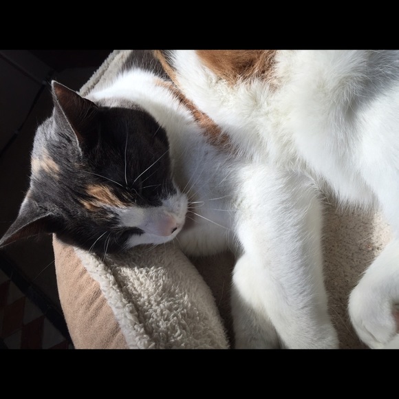 Meet your Posher, Barbara - Picture 4 of 6