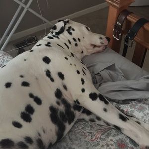 Meet your Posher, Robin