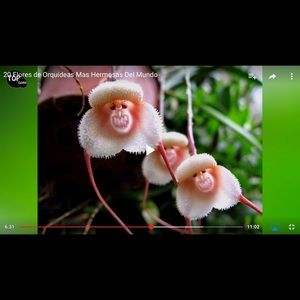 Meet your Posher, Irma