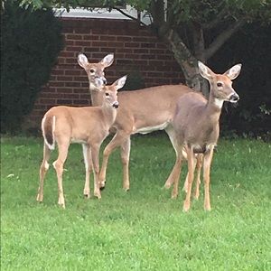 Meet your Posher, Diane