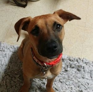 Meet your Posher, Dawn