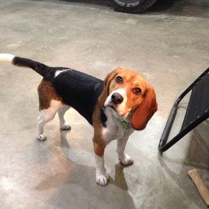 Meet your Posher, Robin