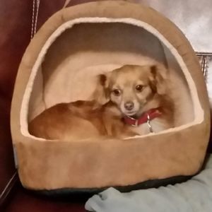 Meet your Posher, Bobbie