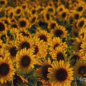 Meet your Posher, Sandy