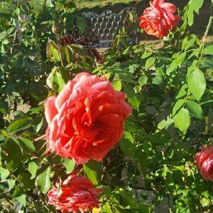 Meet your Posher, Mandy