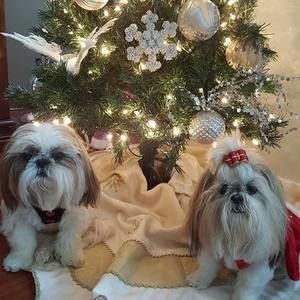 Meet your Posher, Shirley