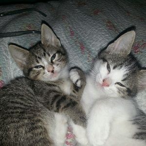 Meet your Posher, Dona