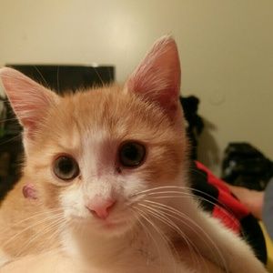 Meet your Posher, Rorey