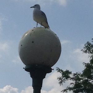 Meet your Posher, Rokhaya