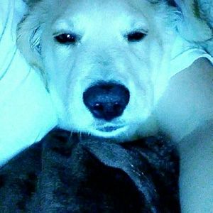 Meet your Posher, Jesus