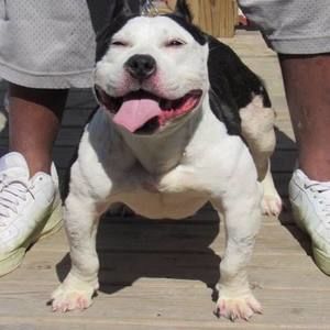 Meet your Posher, Craig