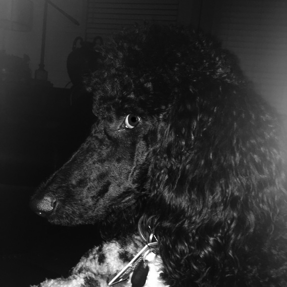 Meet your Posher, Julie - Picture 3 of 4