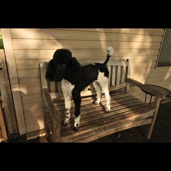 Meet your Posher, Julie - Picture 4 of 4