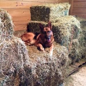 Meet your Posher, Julie