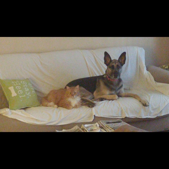 Meet your Posher, Amy - Picture 2 of 2