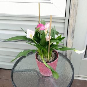 Meet your Posher, Leah