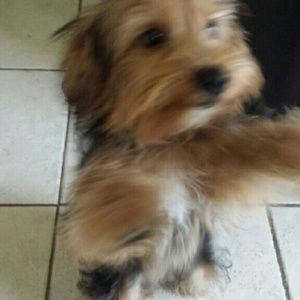 Meet your Posher, Preston