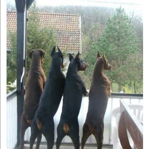 Meet your Posher, Michael