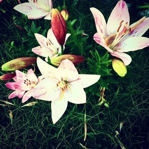 Meet your Posher, Nermina