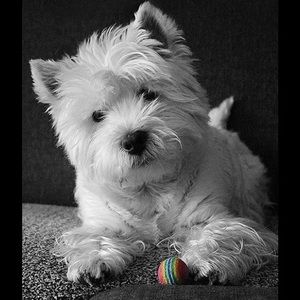 Meet your Posher, Judy