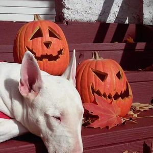 Meet your Posher, Lee anne