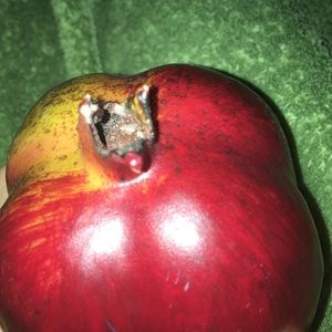 Meet your Posher, Frieda