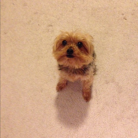 Meet your Posher, Rosie - Picture 1 of 1