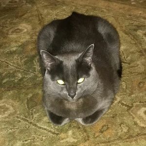 Meet your Posher, Gigi