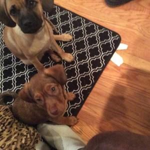 Meet your Posher, Jameel