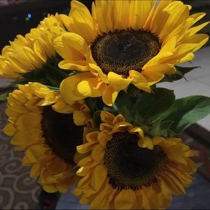 Meet your Posher, Dayna