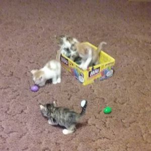 Meet your Posher, Deanna