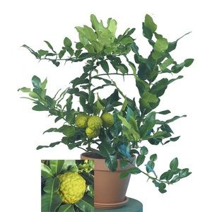 Kaffir lime tree