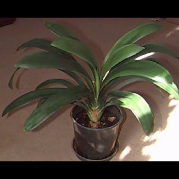 Clivia miniata Kaffir lily