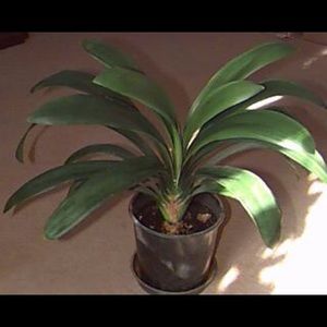 Clivia miniata Kaffir lily