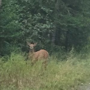 Meet your Posher, Susan