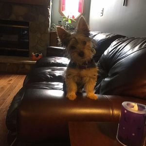 Meet your Posher, Candy