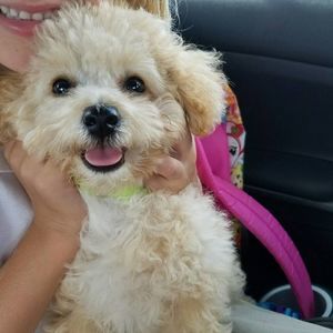 Meet your Posher, Marcy