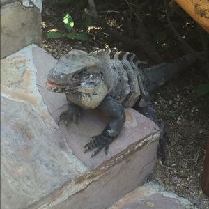 Meet your Posher, Rae