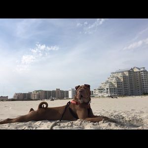 Meet your Posher, Jordan